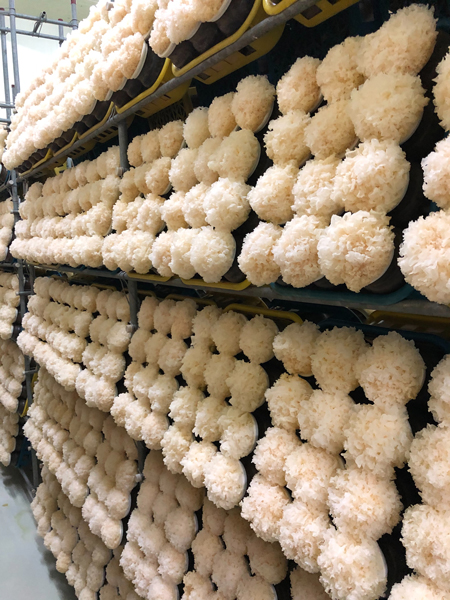 谷溜谷溜白木耳 亞大t8銀耳