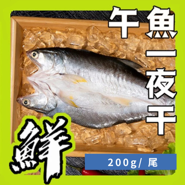 午魚一夜干 午魚一夜干