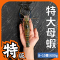 特大母蝦 1斤約8~10隻 特大母蝦 1斤約8~10隻