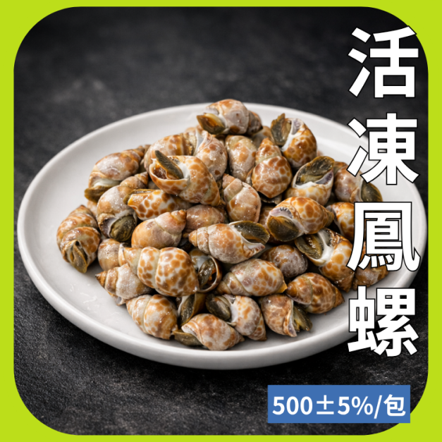 活凍鳳螺 活凍鳳螺