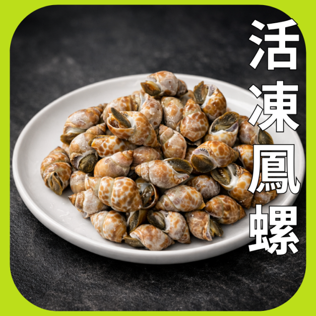 活凍鳳螺 活凍鳳螺
