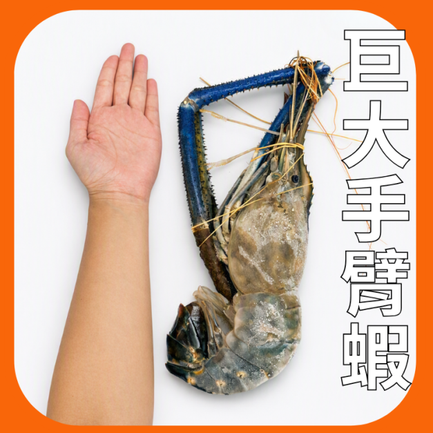 泰國蝦巨大手臂蝦 泰國蝦巨大手臂蝦