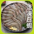 活凍白蝦20/30 活凍白蝦20/30