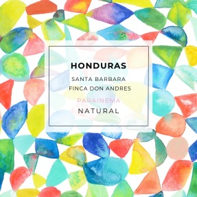 淺中焙|宏都拉斯 聖塔芭芭拉 安德烈莊園 Parainema 日曬