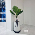 圓圓滿滿-圓葉蒲葵|室內植栽_2 圓圓滿滿-圓葉蒲葵|室內植栽_2