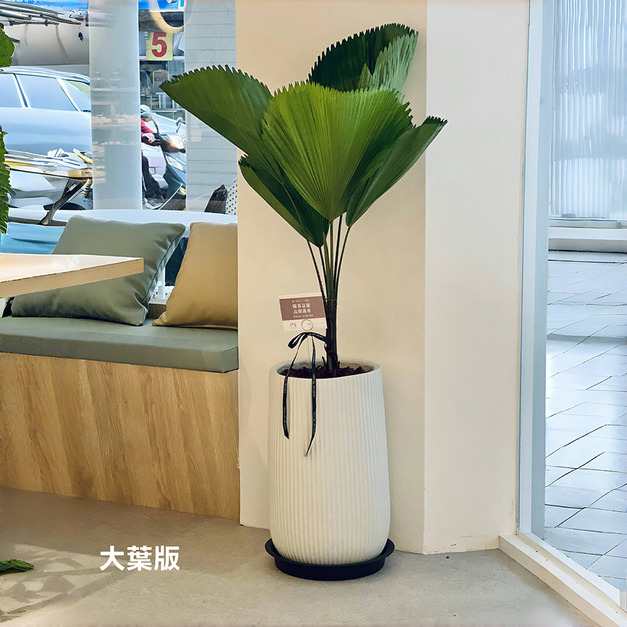 圓圓滿滿-圓葉蒲葵|室內植栽
