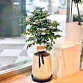 旺業宏開-旺旺樹|開幕植栽_2 旺業宏開-旺旺樹|開幕植栽_2