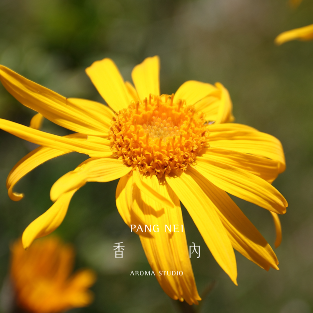 山金車浸泡油 Arnica Infused Oil 山金車浸泡油 Arnica Infused Oil
