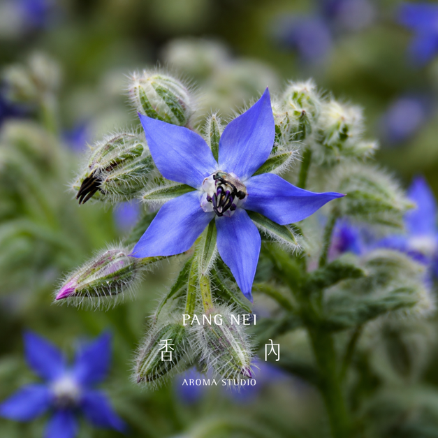 初榨琉璃苣油 Borage Oil - Virgin 初榨琉璃苣油 Borage Oil - Virgin