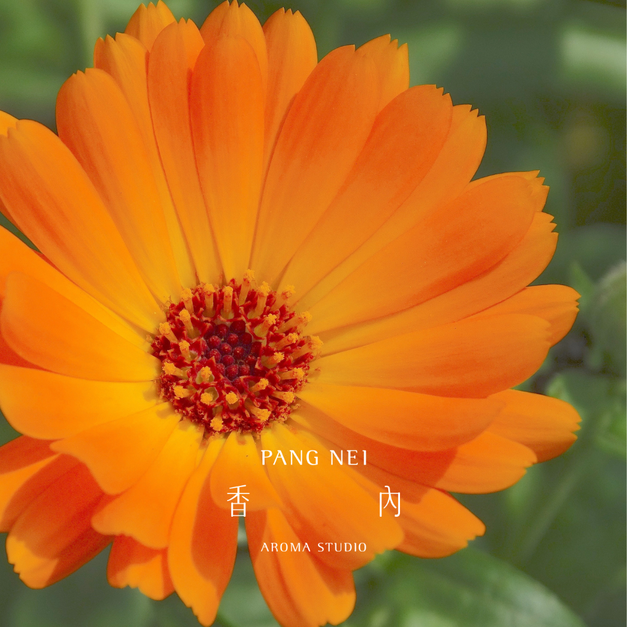 金盞花浸泡油 Calendula Infused Oil 金盞花浸泡油 Calendula Infused Oil
