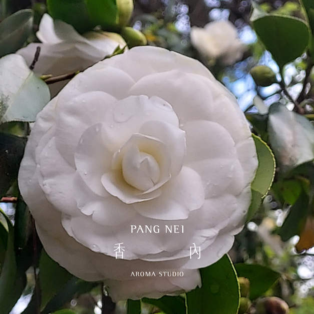 純淨初榨山茶花油 Camellia Oil 純淨初榨山茶花油 Camellia Oil