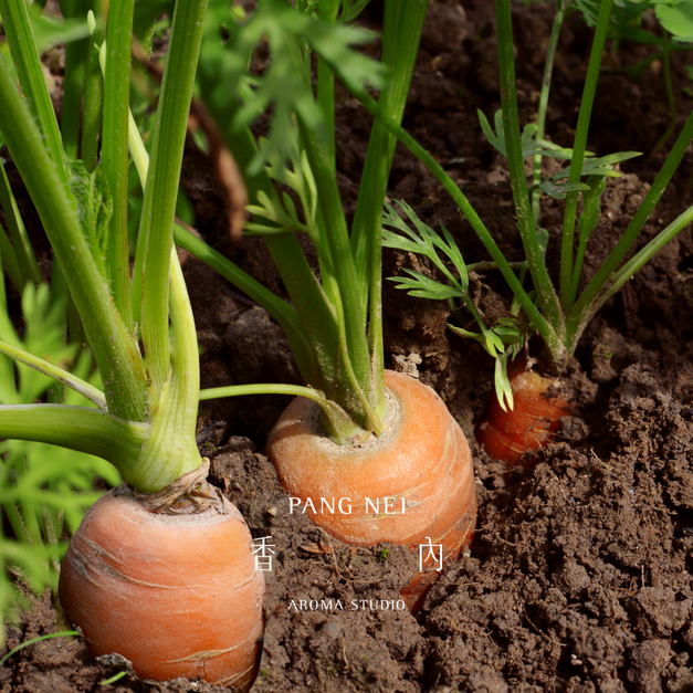 胡蘿蔔浸泡油 Carrot Oil - Infused Oil 胡蘿蔔浸泡油 Carrot Oil - Infused Oil