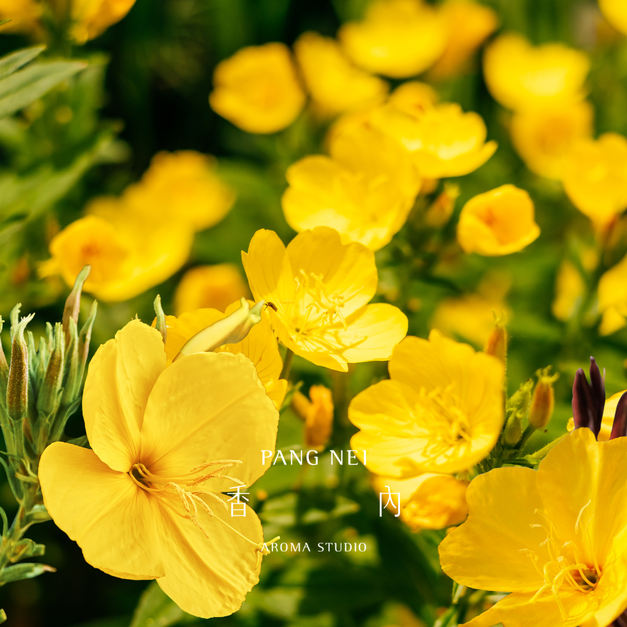 有機初榨月見草油 Evening Primrose Oil - Organic Virgin 有機初榨月見草油 Evening Primrose Oil - Organic Virgin