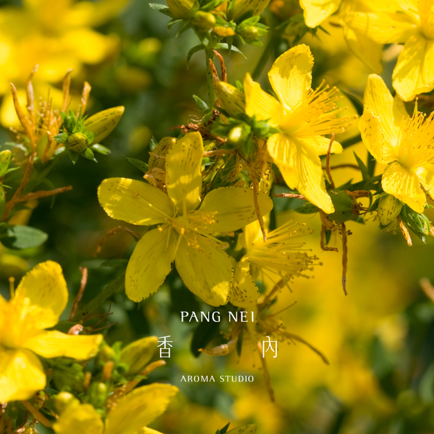 聖約翰草浸泡油 St. John Wort Infused Oil 聖約翰草浸泡油 St. John Wort Infused Oil