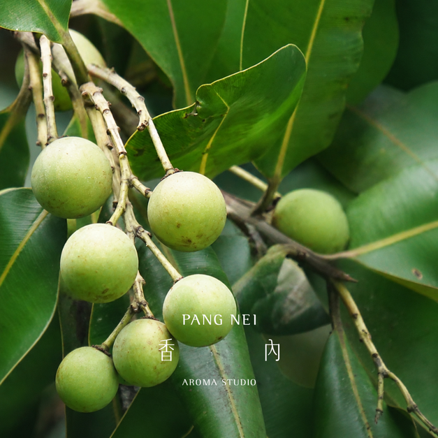 有機初榨瓊崖海棠油 Tamanu Oil - Organic Virgin 有機初榨瓊崖海棠油 Tamanu Oil - Organic Virgin