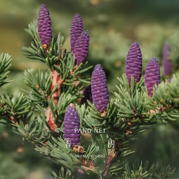 黑雲杉精油 Black Spruce 黑雲杉精油 Black Spruce