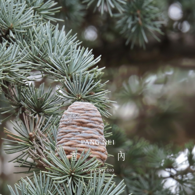 大西洋雪松精油 Cedarwood 大西洋雪松精油 Cedarwood