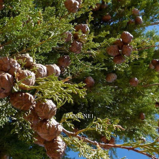 絲柏精油 Cypress 絲柏精油 Cypress