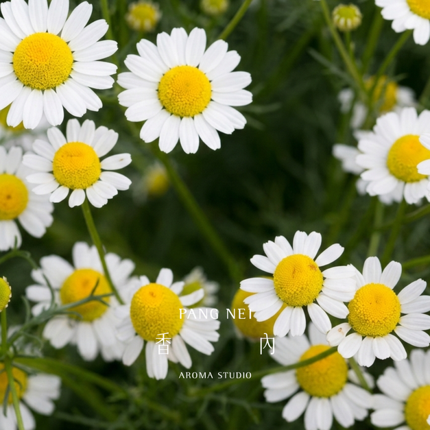 德國洋甘菊精油 German Chamomile 德國洋甘菊精油 German Chamomile