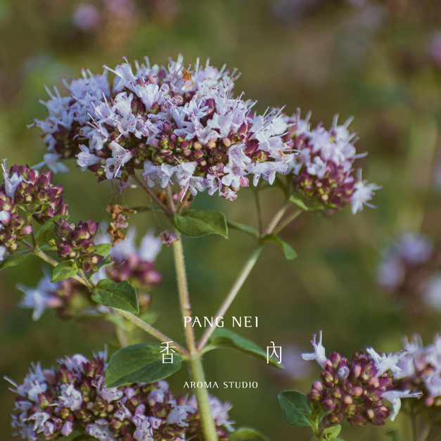 甜馬鬱蘭精油 Marjoram 甜馬鬱蘭精油 Marjoram