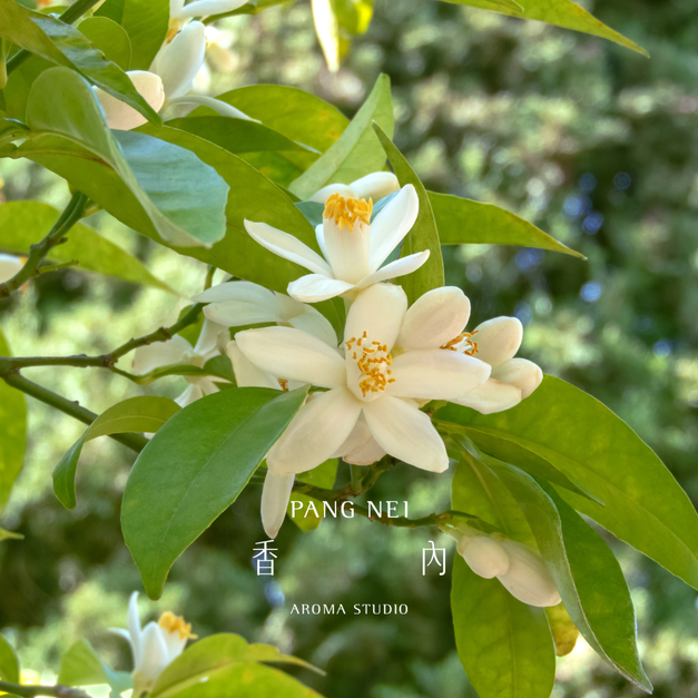 橙花精油 Neroli 橙花精油 Neroli