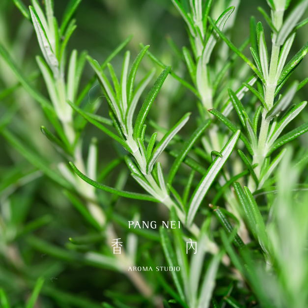 桉油醇迷迭香精油 Rosemary 桉油醇迷迭香精油 Rosemary
