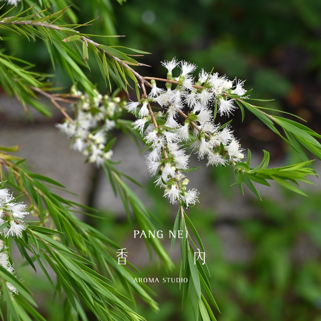 澳洲茶樹精油 Tea Tree 澳洲茶樹精油 Tea Tree