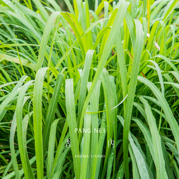印尼岩蘭草精油 Indonesian Vetiver 印尼岩蘭草精油 Indonesian Vetiver