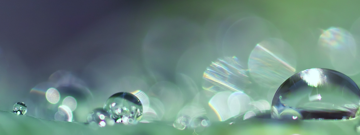 寒露節氣意象與迷迭香:秋夜露重、木質清香