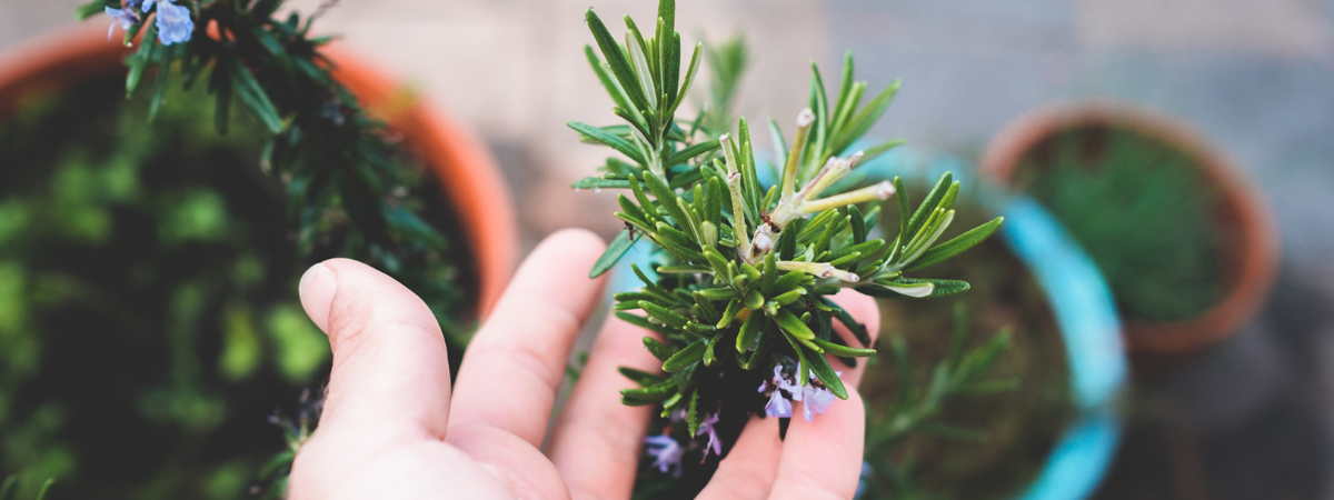 迷迭香近拍:針狀葉片、木質清香與餐桌靈感