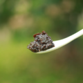 【高仰三】黃梅膏200g_2 【高仰三】黃梅膏200g_2