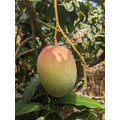 【玉井芒果-產地直送】產銷履歷凱特芒果-大果/中果(此商品不列入免運累計金額)_2 【玉井芒果-產地直送】產銷履歷凱特芒果-大果/中果(此商品不列入免運累計金額)_2