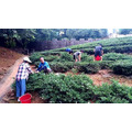 【竹峰茗茶】知子茶-獨立袋裝茶包(2027/8)_3 【竹峰茗茶】知子茶-獨立袋裝茶包(2027/8)_3