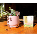 【竹峰茗茶】蜜香紅茶-獨立袋裝茶包(2027/8) 【竹峰茗茶】蜜香紅茶-獨立袋裝茶包(2027/8)