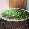 【竹峰茗茶】蜜香紅茶-獨立袋裝茶包(2027/8)_1 【竹峰茗茶】蜜香紅茶-獨立袋裝茶包(2027/8)_1