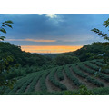 【竹峰茗茶】蜜香紅茶-獨立袋裝茶包(2027/8)_2 【竹峰茗茶】蜜香紅茶-獨立袋裝茶包(2027/8)_2