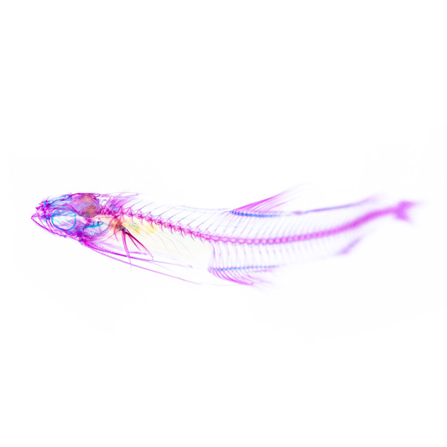 桌上的迷你博物館 透明標本系列 海鰗鰍 魚類標本 桌上的迷你博物館 透明標本系列 海鰗鰍 魚類標本