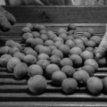 桂圓 Longan_2 桂圓 Longan_2