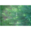 波瑟沙-家用清潔茶樹純露_7 波瑟沙-家用清潔茶樹純露_7