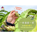紅肉火龍果_2 紅肉火龍果_2