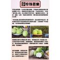 阿成-高雄燕巢珍珠芭樂_2 阿成-高雄燕巢珍珠芭樂_2