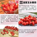 高雄美濃玉女番茄_2 高雄美濃玉女番茄_2
