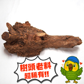 非洲老山檀香樹頭原木,編號Af03