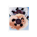 歐姬芙 Georgia O'Keeffe|罌粟花 poppies 歐姬芙 Georgia O'Keeffe|罌粟花 poppies