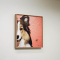 JayWu|邊境牧羊犬 JayWu|邊境牧羊犬
