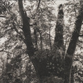 原作|吳文波|鉑金印相|Tree Elves 10_3 原作|吳文波|鉑金印相|Tree Elves 10_3