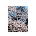 吳金燦 Leo Wu|024 sakura 櫻_5 吳金燦 Leo Wu|024 sakura 櫻_5