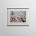 吳金燦 Leo Wu|022 sakura 櫻_4 吳金燦 Leo Wu|022 sakura 櫻_4