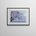 吳金燦 Leo Wu|021 sakura 櫻_4 吳金燦 Leo Wu|021 sakura 櫻_4