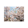 吳金燦 Leo Wu|022 sakura 櫻_5 吳金燦 Leo Wu|022 sakura 櫻_5
